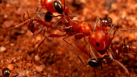 Cercetătorii au descoperit un nou comportament al furnicilor