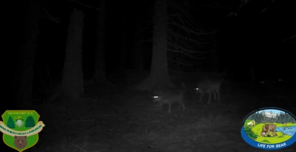 O haită de lupi care patrulează, surprinsă de camere în Pădurile Brașovului