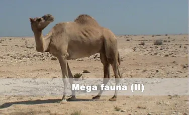 Mega Fauna (II)