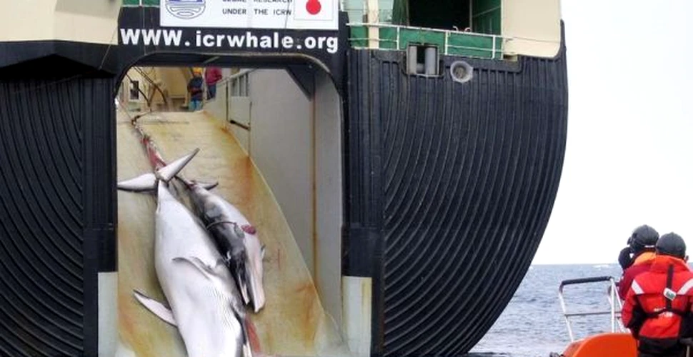 Japonia a suspendat pe moment vânătoarea de balene