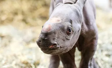 Un pui de rinocer negru s-a născut într-o grădină zoologică în Ajunul Crăciunului