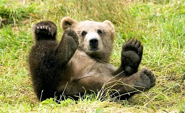 Urşii se plimbă prin Azuga şi ziua. ”Nimeni nu ia măsuri”, zice chiar primarul localităţii
