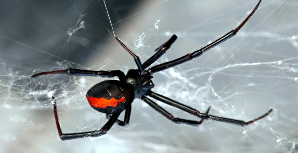 15 lucruri fascinante despre păianjeni pe care probabil nu le ştiai. Cum arată „devoratorul de păsări”