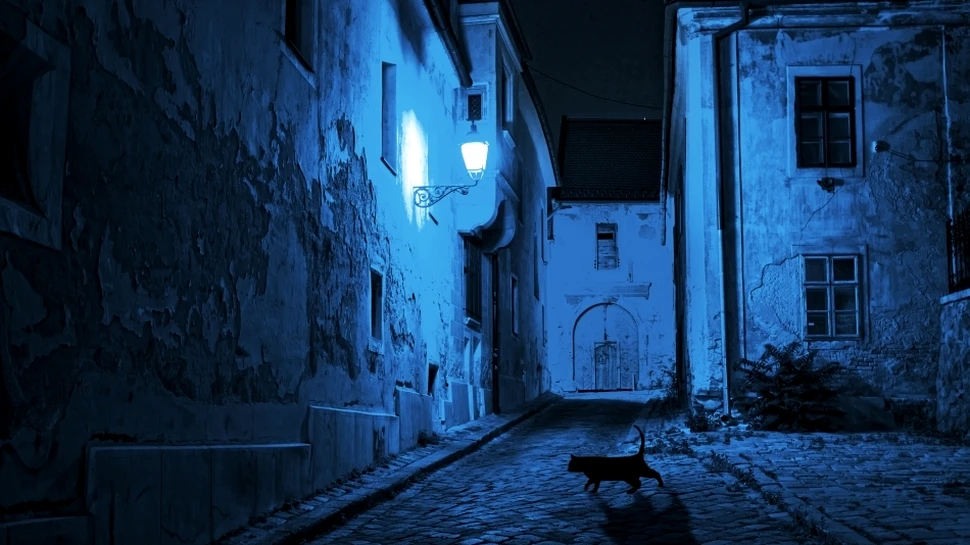 Cum arată pisica ”vârcolac”, cea mai nouă rasă de pisici creată de crescătorii americani? (GALERIE FOTO)