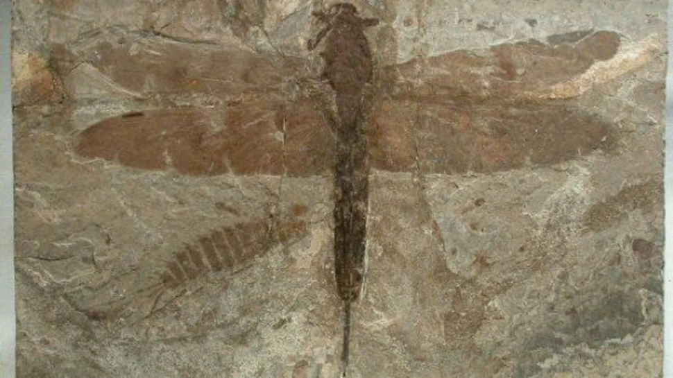 A fost descoperita cea mai veche insecta din lume