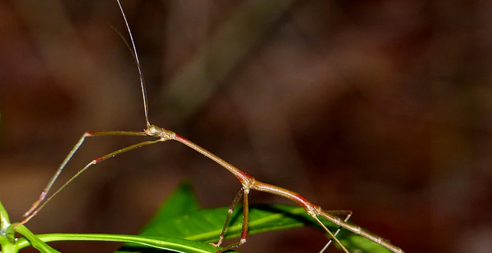 Modul surprinzător prin care insecta-băţ, una dintre cele mai mari din lume, are urmaşi post-mortem
