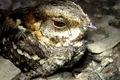 Cercetătorii au descoperit o specie de pasăre care „bate din palme”