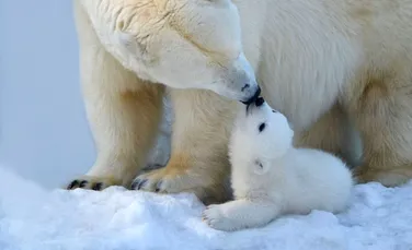 Test de cultură generală. De ce urșii polari merg încet?