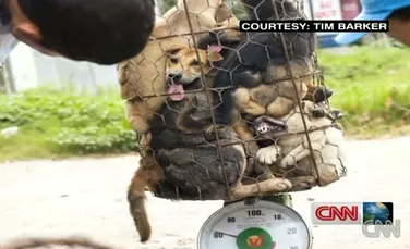 „Iadul pe Pământ” – CNN face dezvăluiri şocante despre traficul ilegal cu câini destinaţi consumului (VIDEO)