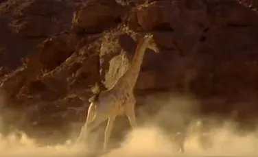 Modul INCREDIBIL prin care o girafă reuşeşte să scape de atacul unui leu – VIDEO