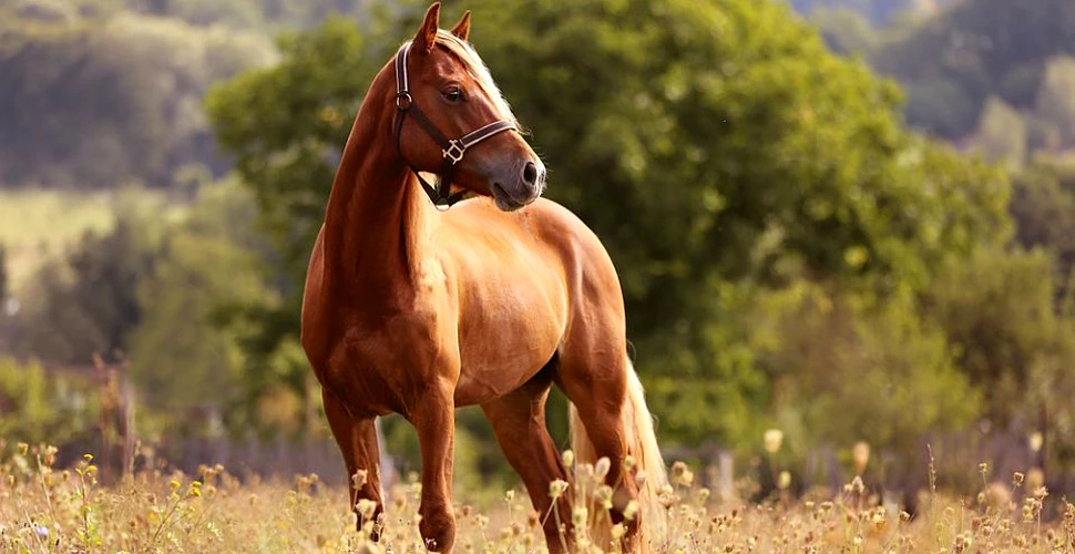 25 lucruri inedite, curioase şi ciudate despre cai