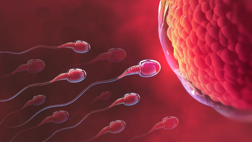 Numărul de spermatozoizi în rândul bărbaților din întreaga lume este în scădere