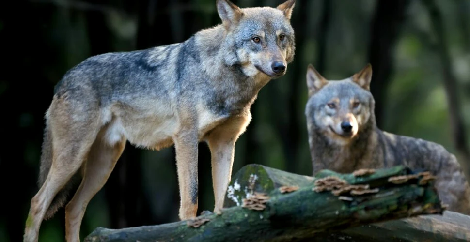 Interacțiunile umane pot schimba drastic dinamica haitelor de lupi