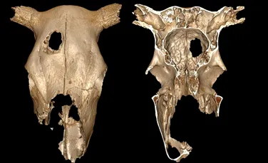 Un craniu de vacă care datează de acum 5 milenii poate fi dovada a celei mai vechi intervenţii chirurgicale veterinare