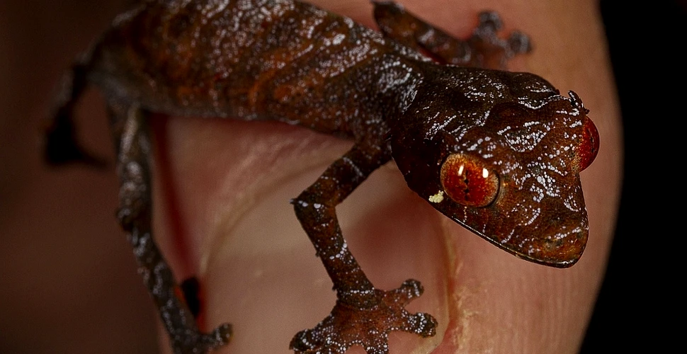 Superadeziv pe principiile şopârlei gecko