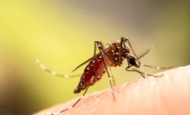 Țânțarii purtători de paraziți modificați genetic ar putea fi utilizați pentru imunizarea împotriva malariei