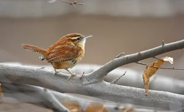 Cercetătorii încearcă să înțeleagă de ce păsările mănâncă atât de multe excremente