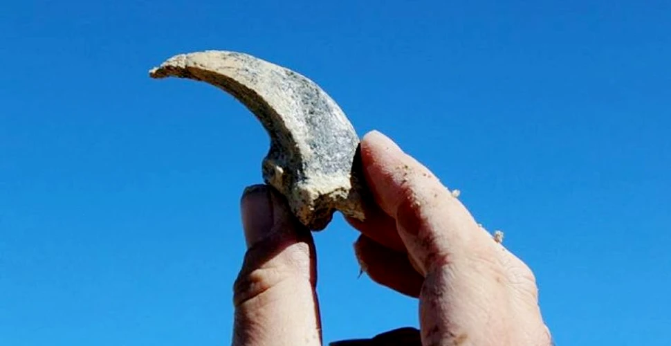 O gheară uriaşă a unui animal misterios a fost descoperită în Australia