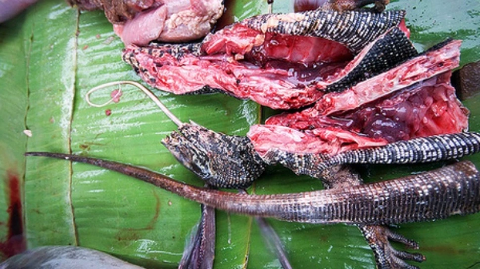 Mancati reptile?! Pe riscul vostru…