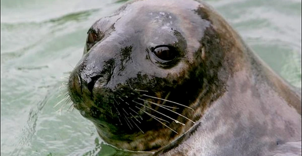 O foca speriata de frig umeaza terapia cu gheata