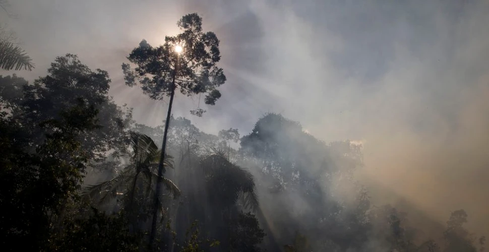 Incendiile din pădurea amazoniană devin tot mai puternice. Mii de focuri au cuprins Plămânul Verde al Planetei
