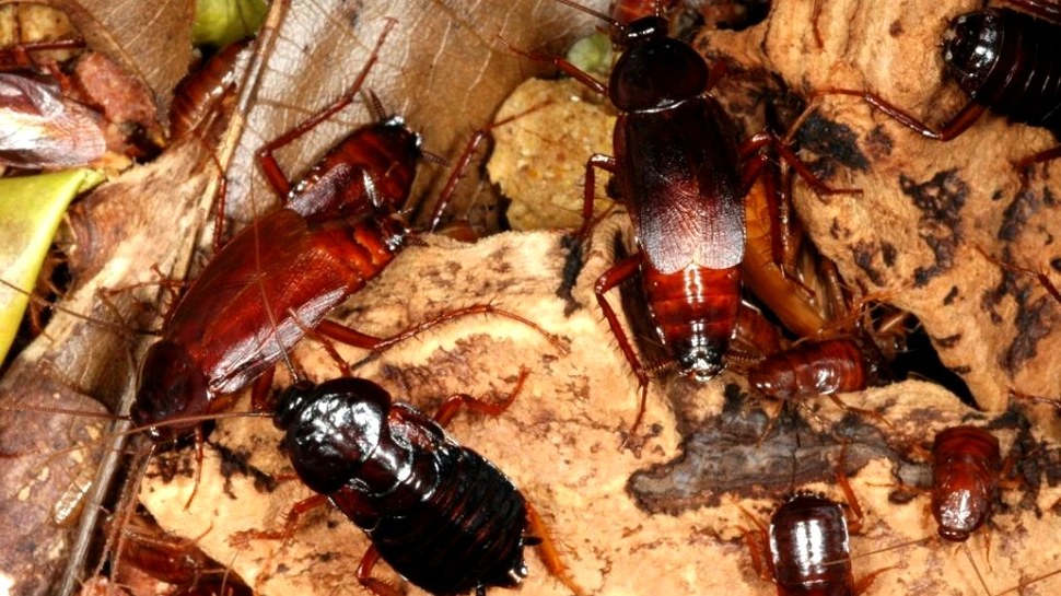 Ce s-ar întâmpla dacă ar dispărea gândacii de bucătărie?