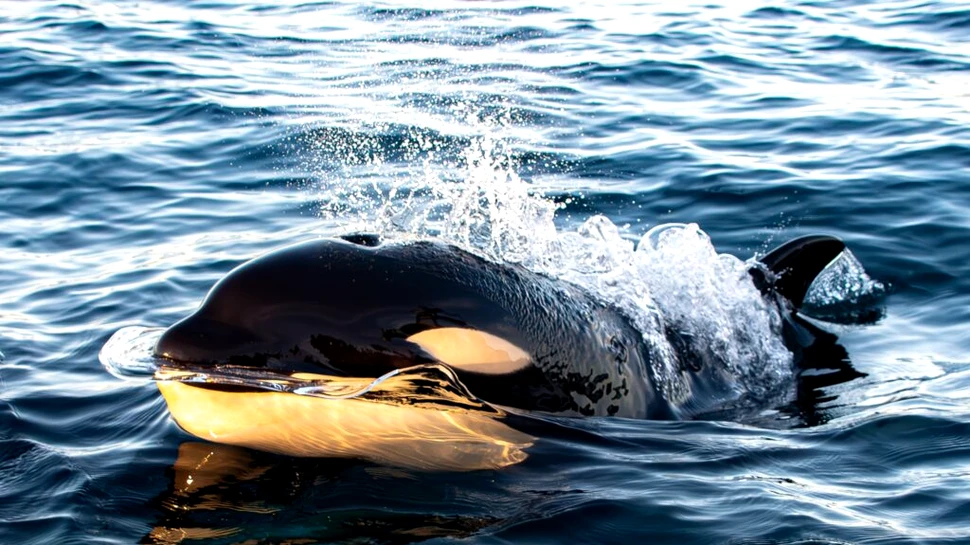 Balenele ucigașe vânează unul dintre cei mai periculoși prădători marini ai Australiei