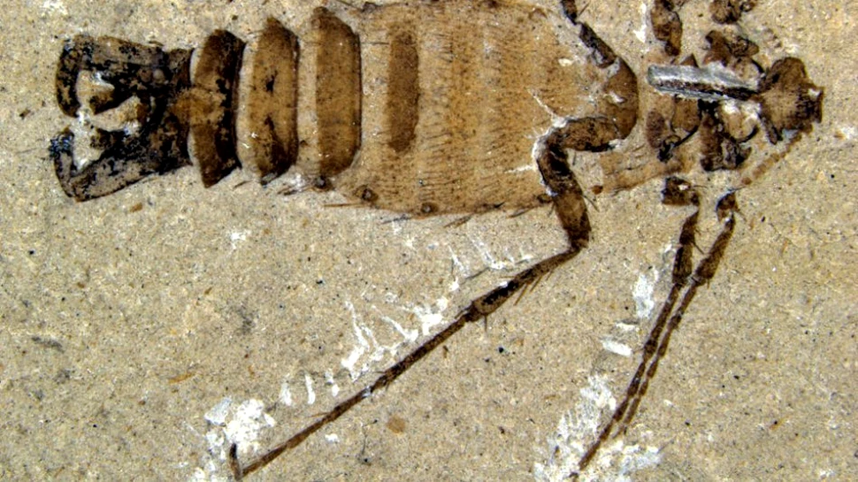 Puricii dinozaurilor erau adevărate bestii