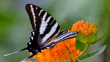 Iedera, una dintre cele mai vizitate plante de insectele polenizatoare
