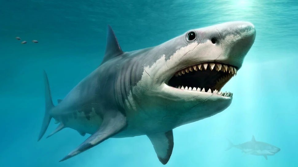 Ce mânca Megalodonul? Tot ce dorea, inclusiv alți prădători