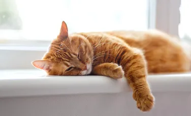 De ce pisicile miaună mai mult la bărbați decât la femei?