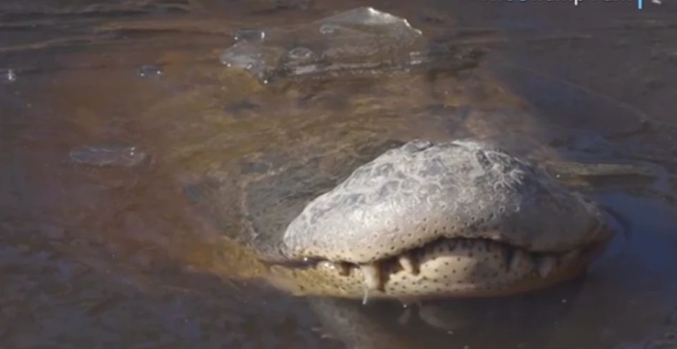 18 aligatori au rămas blocaţi după ce o mlaştină a îngheţat – VIDEO