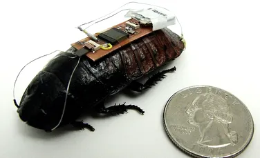 Inedit: cercetătorii pot controla gândacii de la distanţă! Inovaţia ar putea salva vieţi (VIDEO)