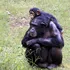 Noua modă printre cimpanzei: animalele se afișează cu iarbă în urechi și alte orificii