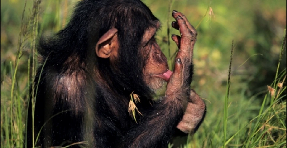 Primatele prefera mancarea gatita