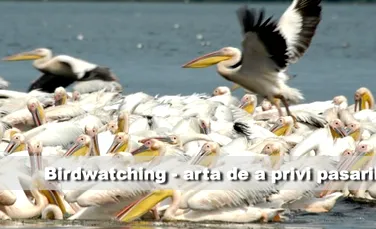 Birdwatching – Arta de a privi pasarile