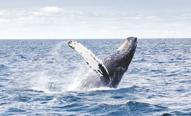 Veşti proaste: 2% dintre balenele din populaţia globală au murit în ultimele două luni