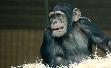 Specialiştii au identificat o nouă cultură a cimpanzeilor