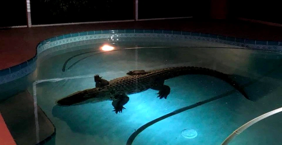 VIDEO. Un om din Florida s-a trezit cu un intrus mai puţin obişnuit în piscina casei sale
