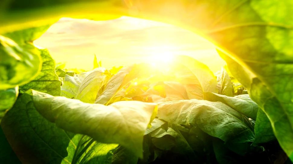 Cercetătorii au readus la viață o genă dispărută la plante