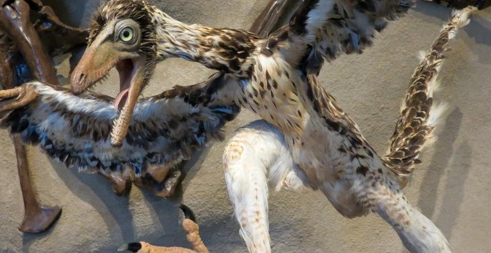 După 150 de ani de cercetări, specialiştii au descoperit noi detalii despre ”Archaeopteryx”,  una dintre primele vietăţi de pe Pământ