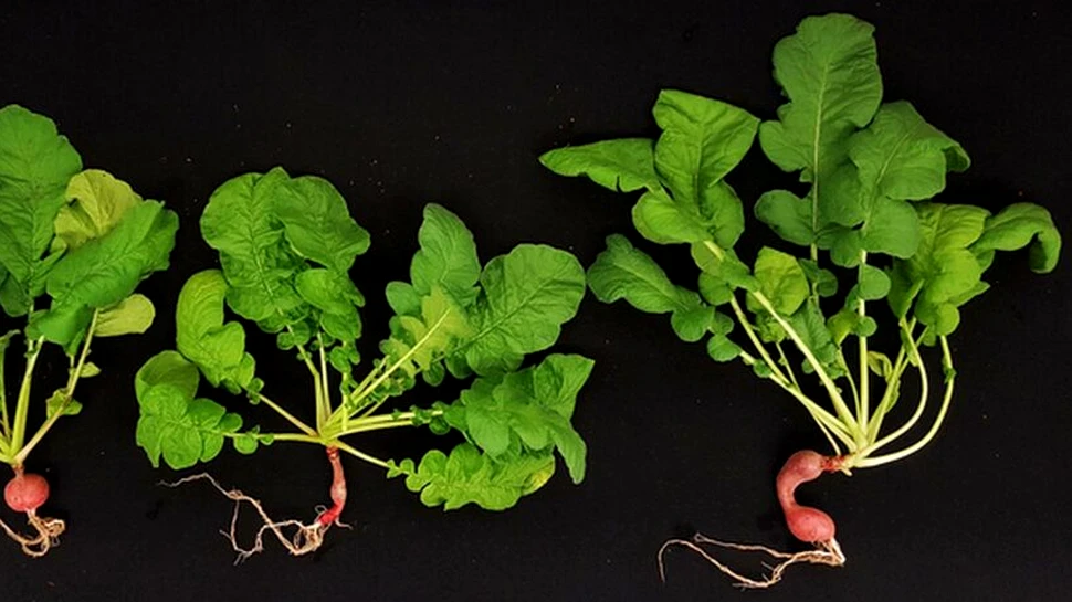 Cum să cultivăm plante pe Marte? Un elev de liceu ar fi descoperit secretul