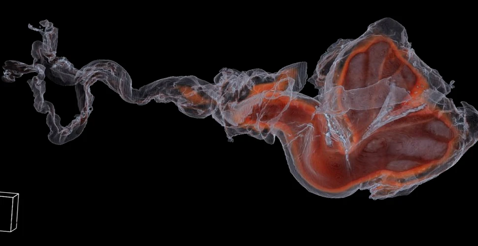 Mamiferele marine folosesc organe genitale extrem de ciudate pentru a copula, dar recent, cercetătorii au observat cât de bizar este un act sexual