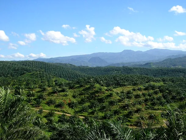 Plantaţie de palmieri de ulei în Cicudeg, Indonezia