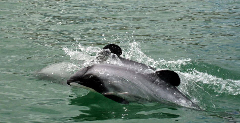 Vom reuşi să salvăm cea mai rară specie de delfin?