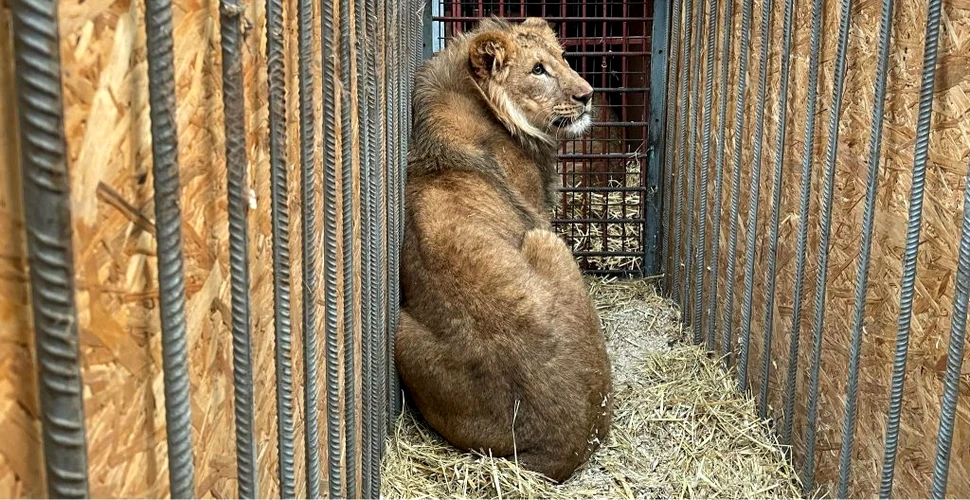 Doi lei gemeni din Ucraina au fost mutați după ce militarii ruși ar fi vrut să-i împuște