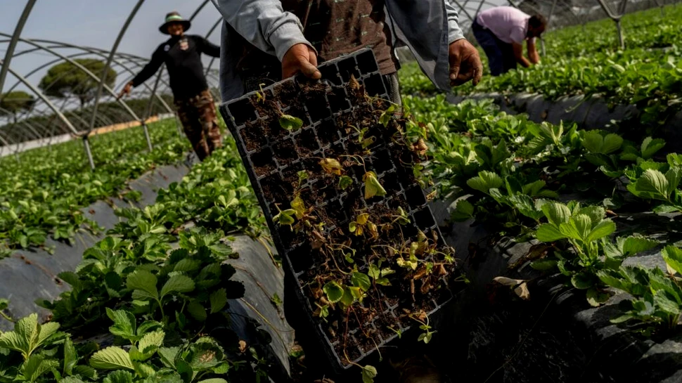 Spania a ajuns câmp de luptă între cultivatorii de căpşuni şi poliţia apei