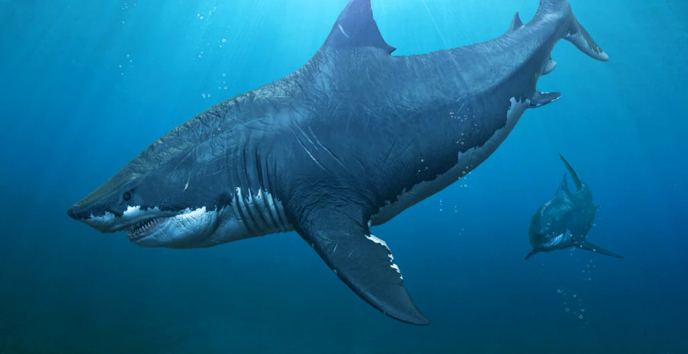 Ce mânca megalodonul? Chiar și pradă de mărimea unor balene ucigașe