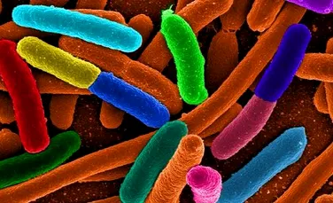 Bacteriile modificate genetic – „fabricile” de combustibil ale viitorului
