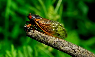Test de cultură generală. De ce apar cicadele o dată la 17 ani?